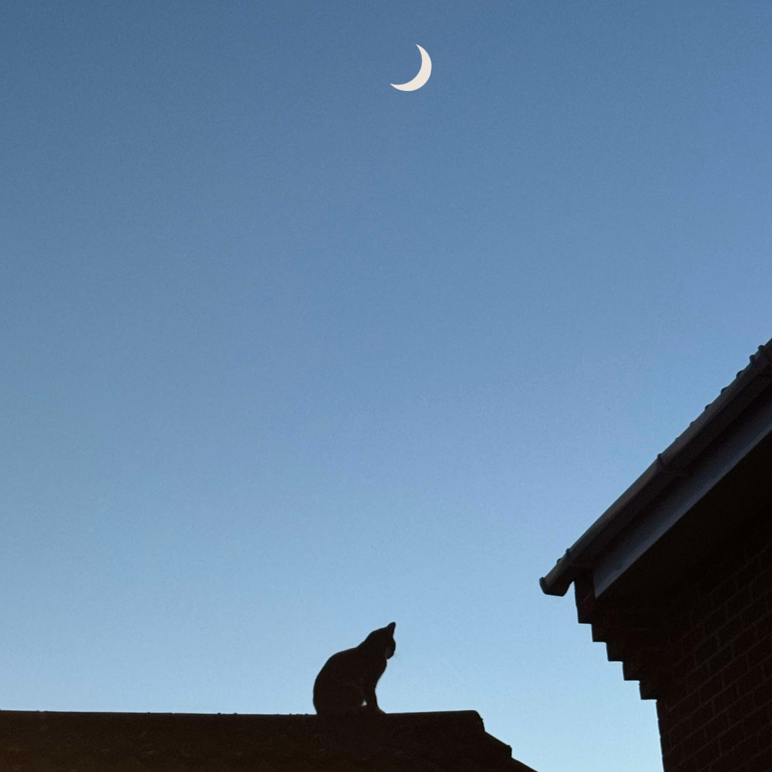 Microfiction Day 118 – ‘Nightwatch’
